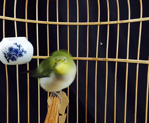 小相思
